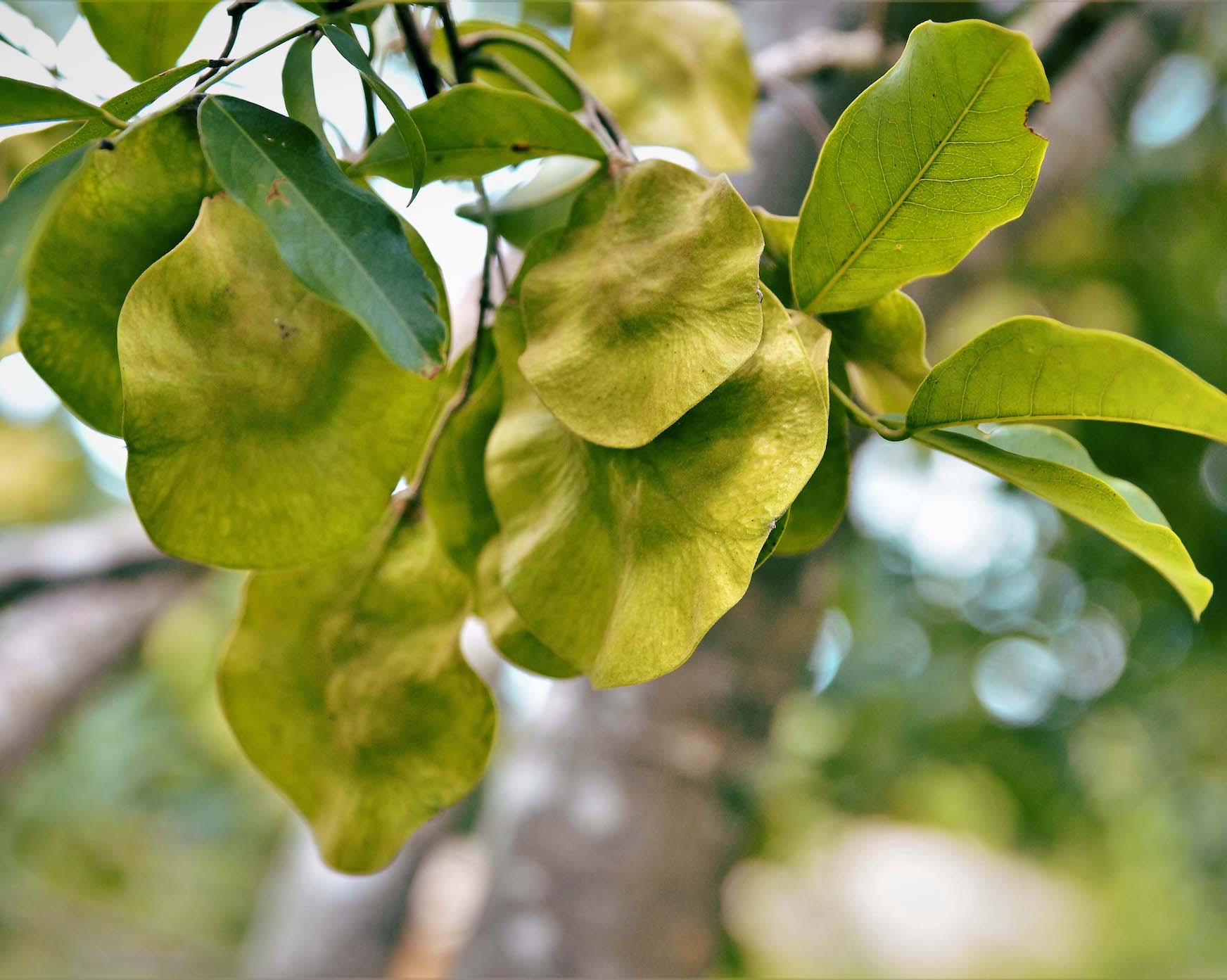 Pterocarpus Extract