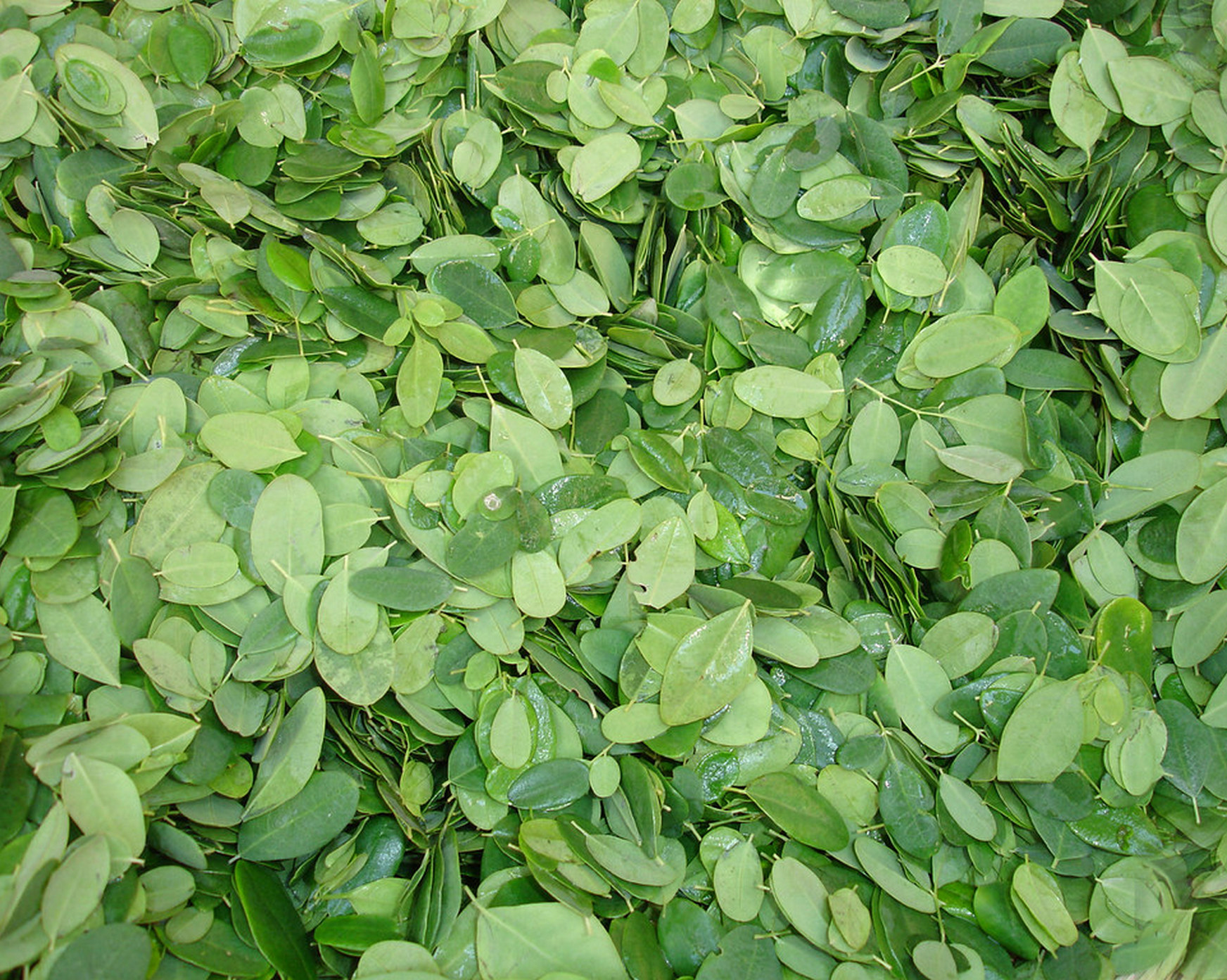 Moringa Leaf Extract