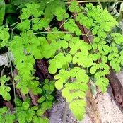 Moringa Leaf Extract