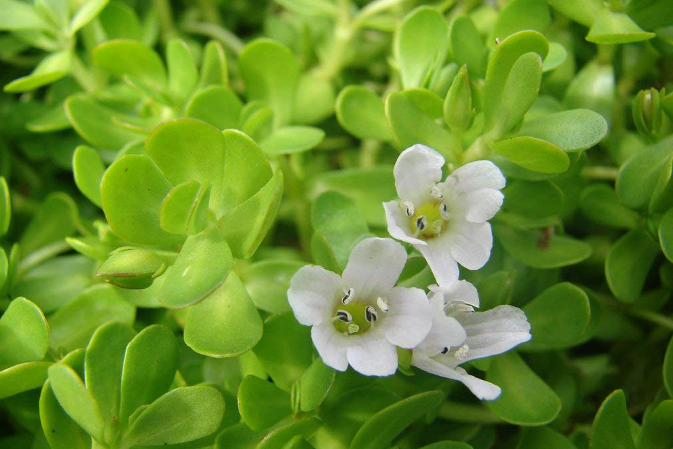 Brahmi Extract (Bacopa)