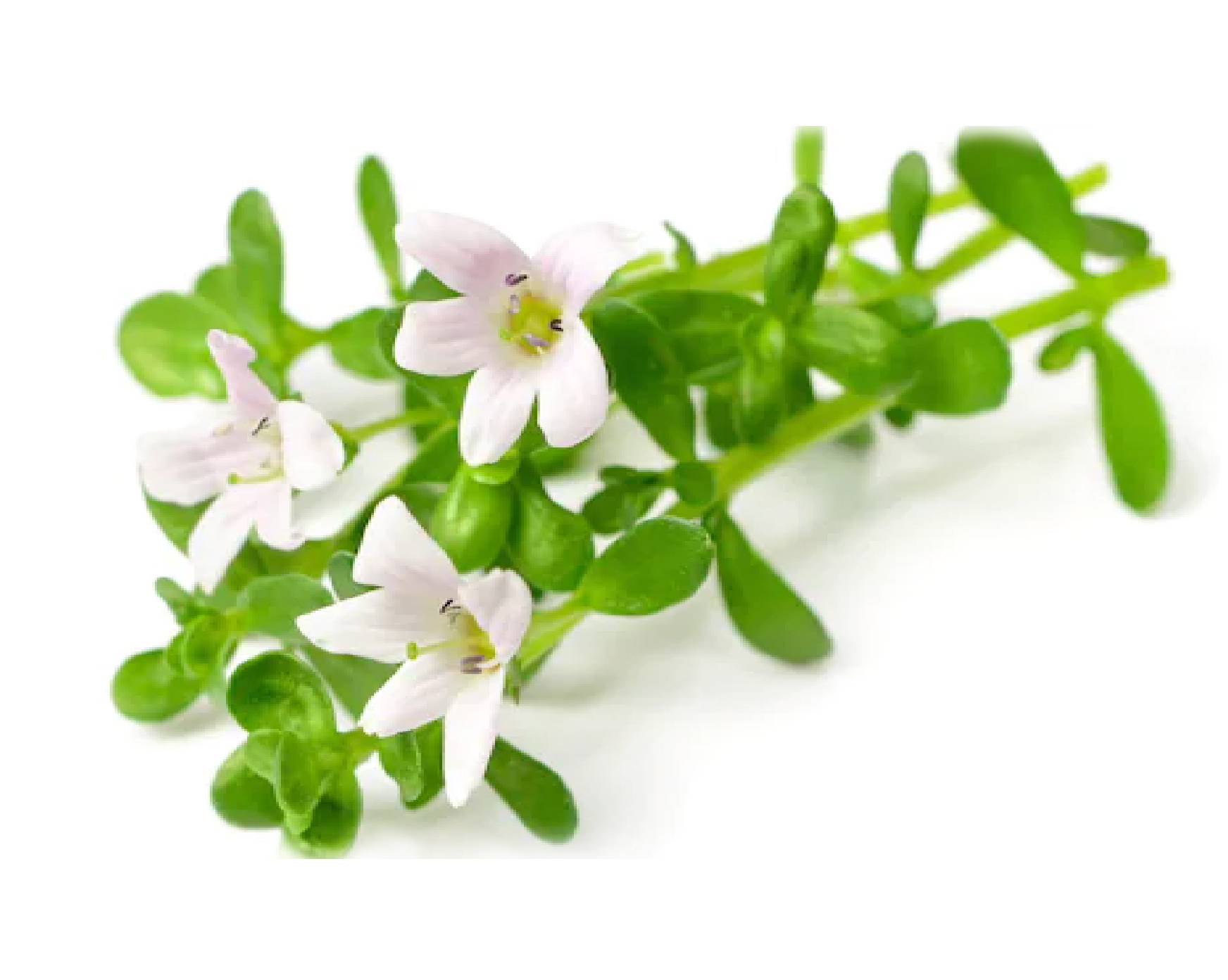 Brahmi Extract (Bacopa)